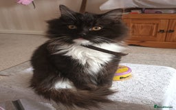 Ragdoll cats for sale: Ragdoll cross for loving home - Advert 3