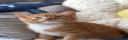Mixed Breed cats for sale: 5 Lovely Kittens looking for their new loving home - Advert 3