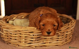 Cavapoo dogs for sale: Gorgeous Cavapoo puppies - Image 13