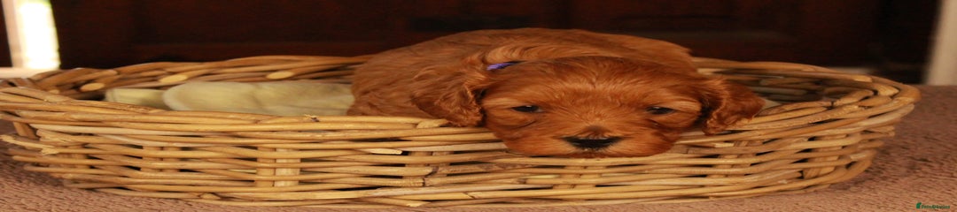 Cavapoo Puppy 5