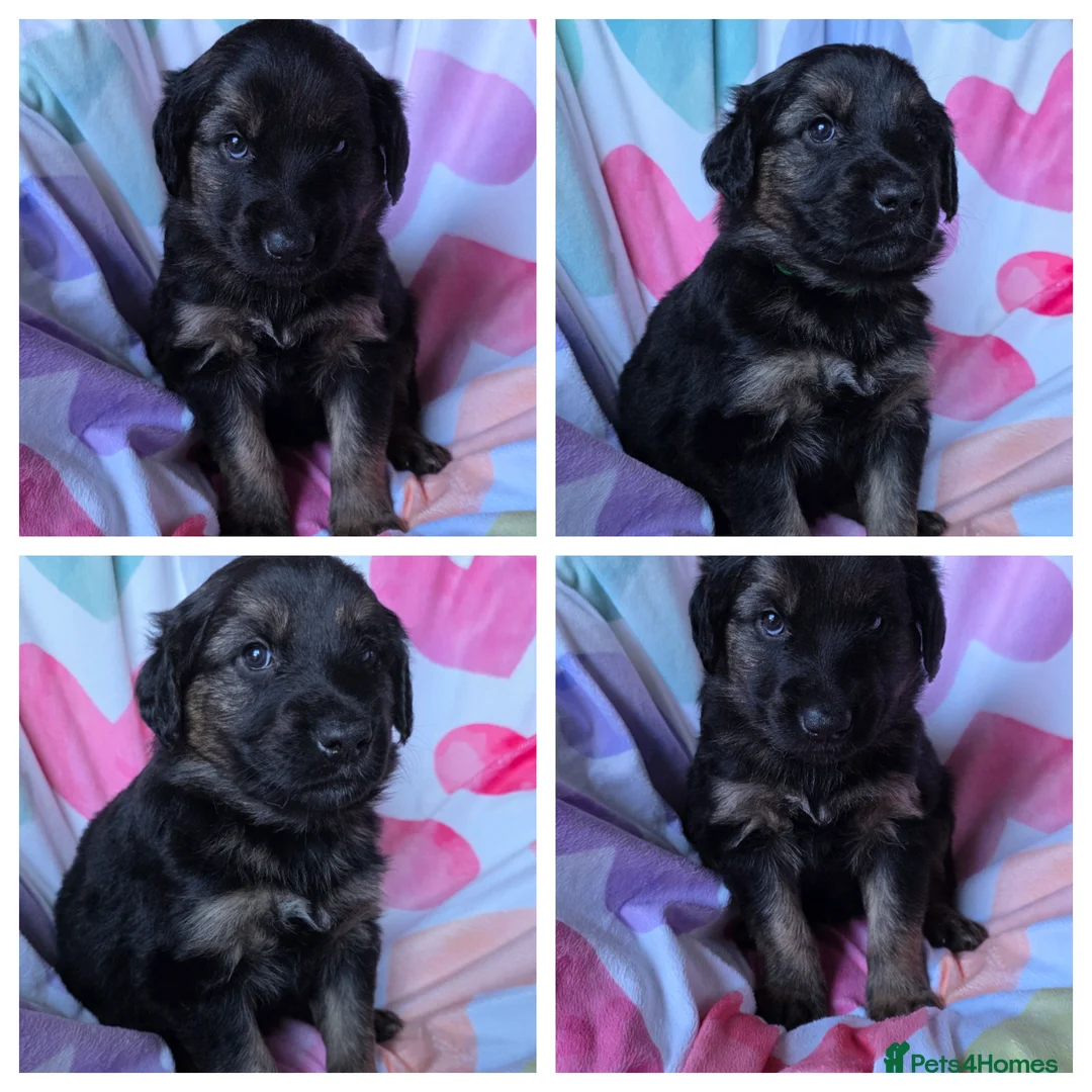 Mixed Breed dogs for sale: Golden shepherds - Advert 9