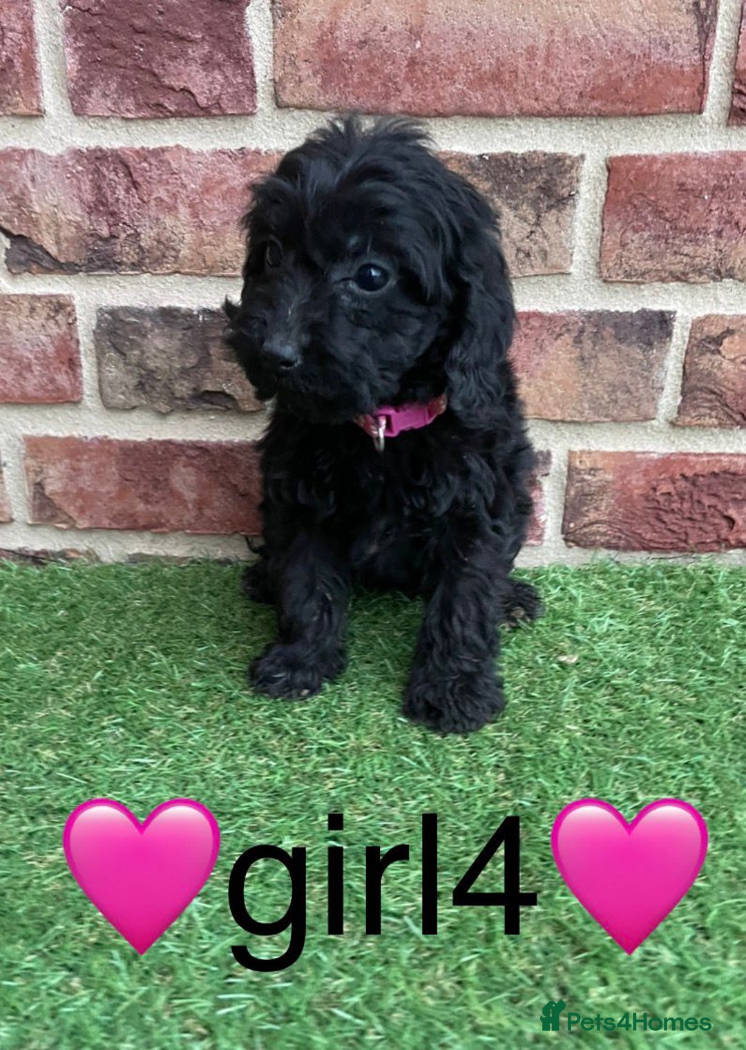 Cockapoo dogs for sale: ✨stunning cockapoo puppies✨ - Advert 3