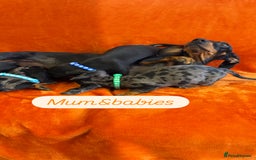 Dachshund dogs for sale: Beautiful dachshund puppies  - Image 24