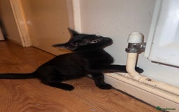 Mixed Breed cats for sale: Cute and playful kitties  - Image 14