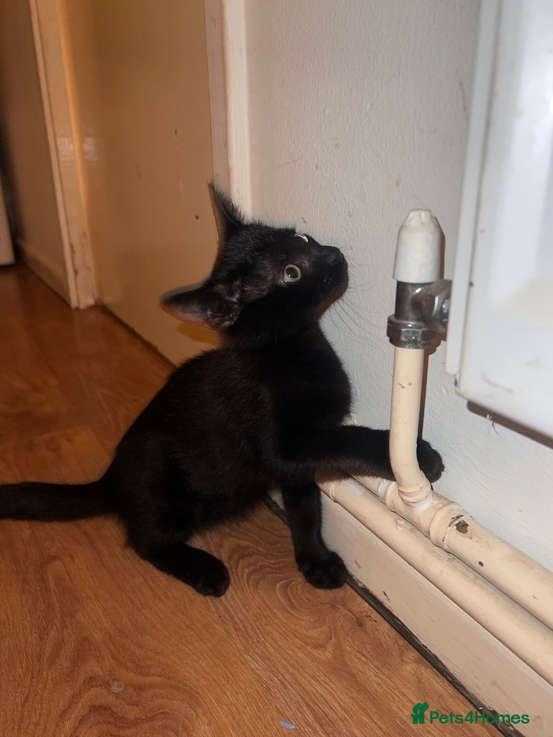 Mixed Breed cats for sale: Cute and playful kitties  - Image 14