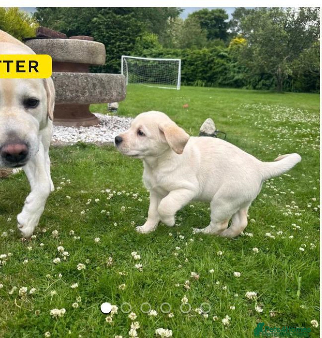 Labrador Retriever dogs for sale: Gorgeous labrador retriever - Advert 4