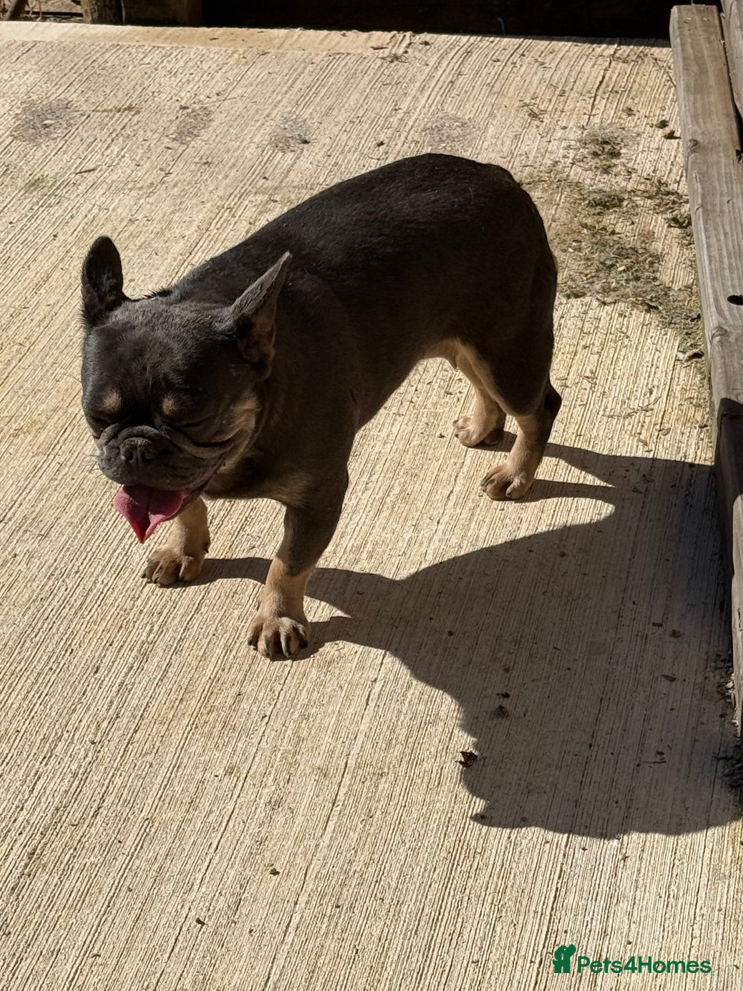 French Bulldog dogs for sale: French bulldog female  - Advert 2