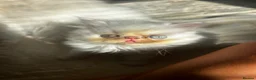 Persian cats for sale: Beautiful Persian boy - Advert 3