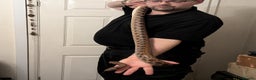 Boa Snake reptiles for sale: Brazilian rainbow boa snake - Advert 5