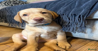 Labrador Retriever dogs - Advert 11