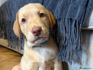 Labrador Retriever dogs - Advert 31