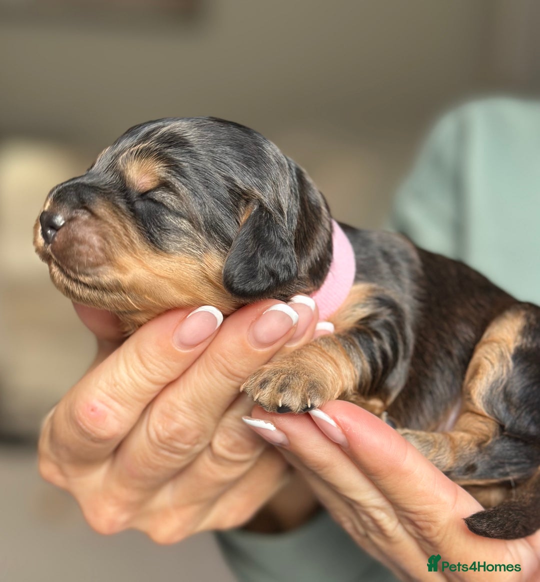 Cockapoo dogs for sale: Stunning F2 DNA health tested Cockapoo puppies  - Image 19