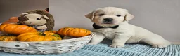 Golden Retriever dogs for sale: Outstanding Kc registered Golden Retriever puppies - Advert 12