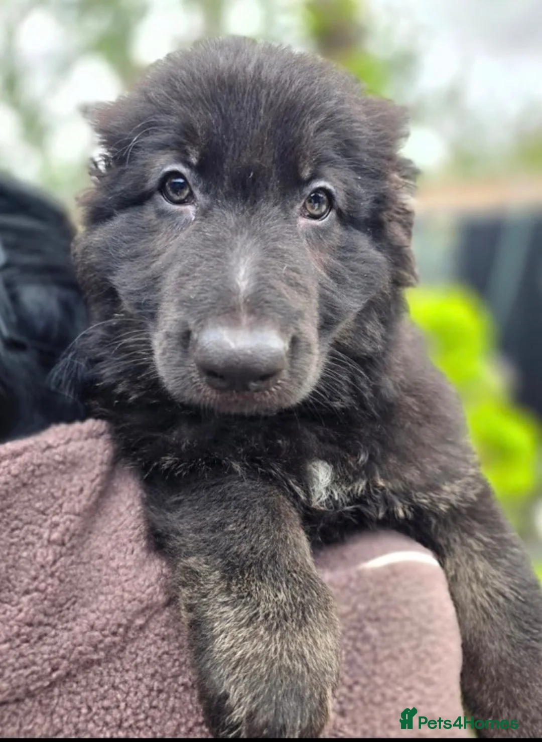 German Shepherd dogs for sale: Stunning German Shepherd puppies - Advert 8