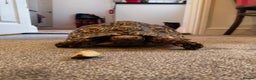 Tortoise reptiles for sale: LEOPARD Tortoise - male.  - Advert 6