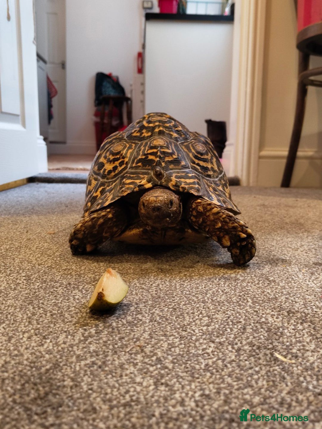 Tortoise reptiles for sale: LEOPARD Tortoise - male.  - Advert 6