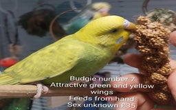 Budgerigars birds for sale: Superb home bred beautifully coloured baby budgies - Image 15