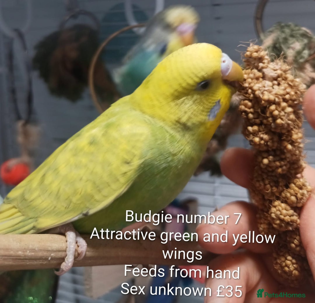 Budgerigars birds for sale: Superb home bred beautifully coloured baby budgies - Image 15