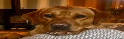 Labrador Retriever dogs for sale: KC registered Fox Red Labrador puppies - Advert 3