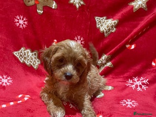 Cavapoo dogs - Advert 30