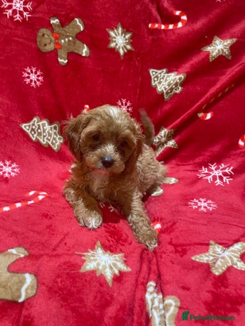 Cavapoo dogs - Advert 2