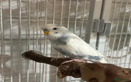 Budgerigars birds for sale: 6 Male Budgies. Tame/ semi-tame. OPEN TO OFFERS - Image 8