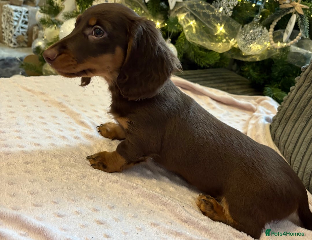 Miniature Dachshund dogs for sale: Beautiful Miniatire Dachshunds  - Advert 10