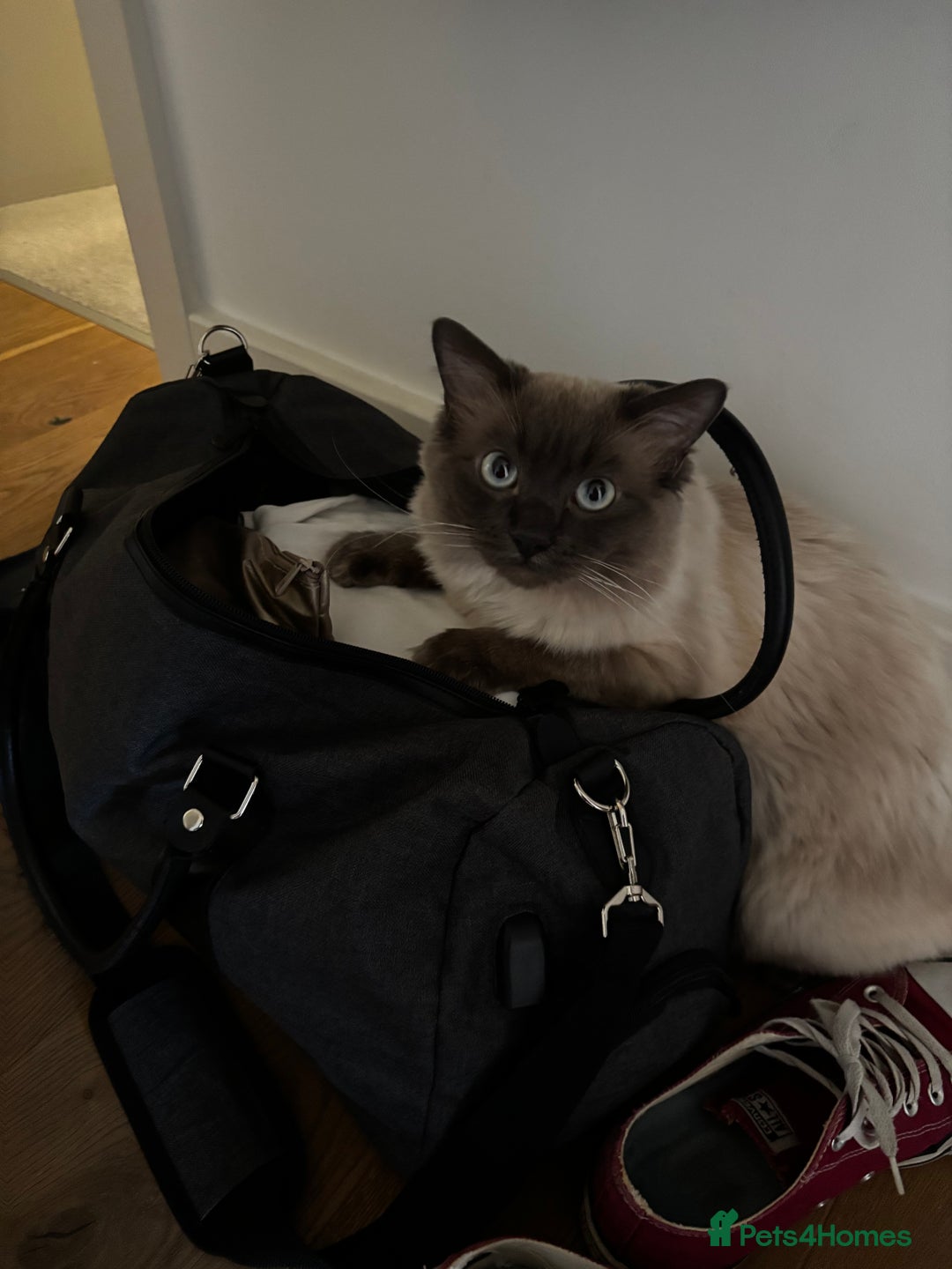 Ragdoll cats for stud: Beautiful and gentle Ragdoll for stud  - Image 9