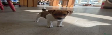 Jack Russell Puppy 3
