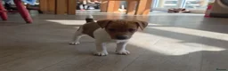 Jack Russell dogs for sale: Exquisite litter of Jack Russell Pups 🐾  - Advert 15