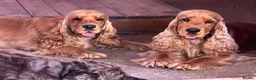 Cocker Spaniel dogs for sale: Two years old excellent show stud dog  - Advert 8