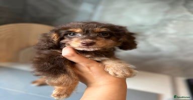 Cavapoo dogs in London - Advert 8