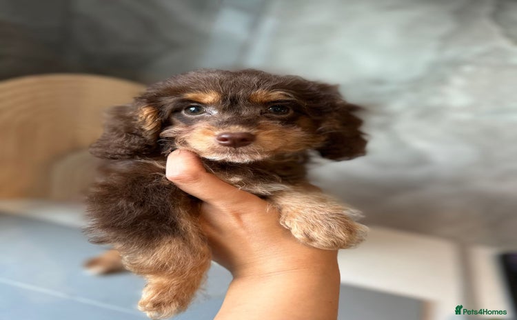 Cavapoo dogs in London - Advert 14