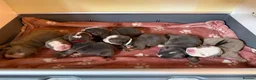 English Bulldog dogs for sale: English Bulldog Puppies  - Advert 3