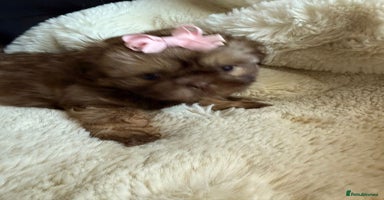 Shih Tzu dogs - Advert 3