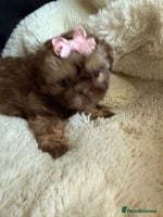 Shih Tzu dogs - Advert 3