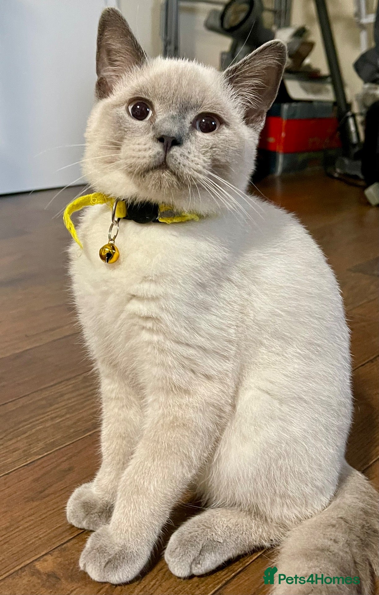 British Shorthair cats GCCF BluePoint BSH Kittens 💙 - Advert 2