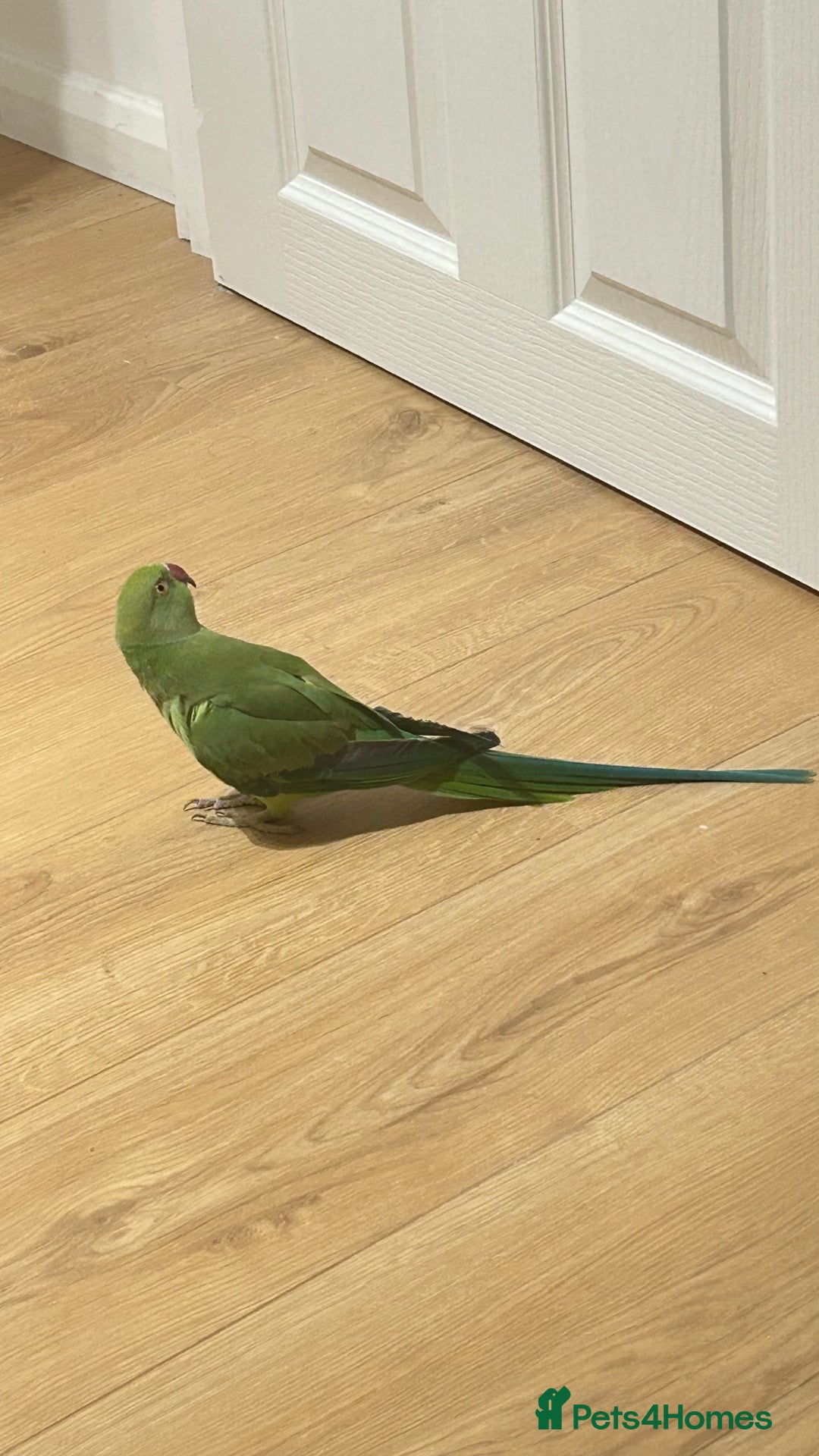 Parrots birds for sale: Indian ring neck - Advert 4