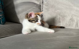 Domestic Shorthair cats for sale: Chloe and Zoe - Image 11