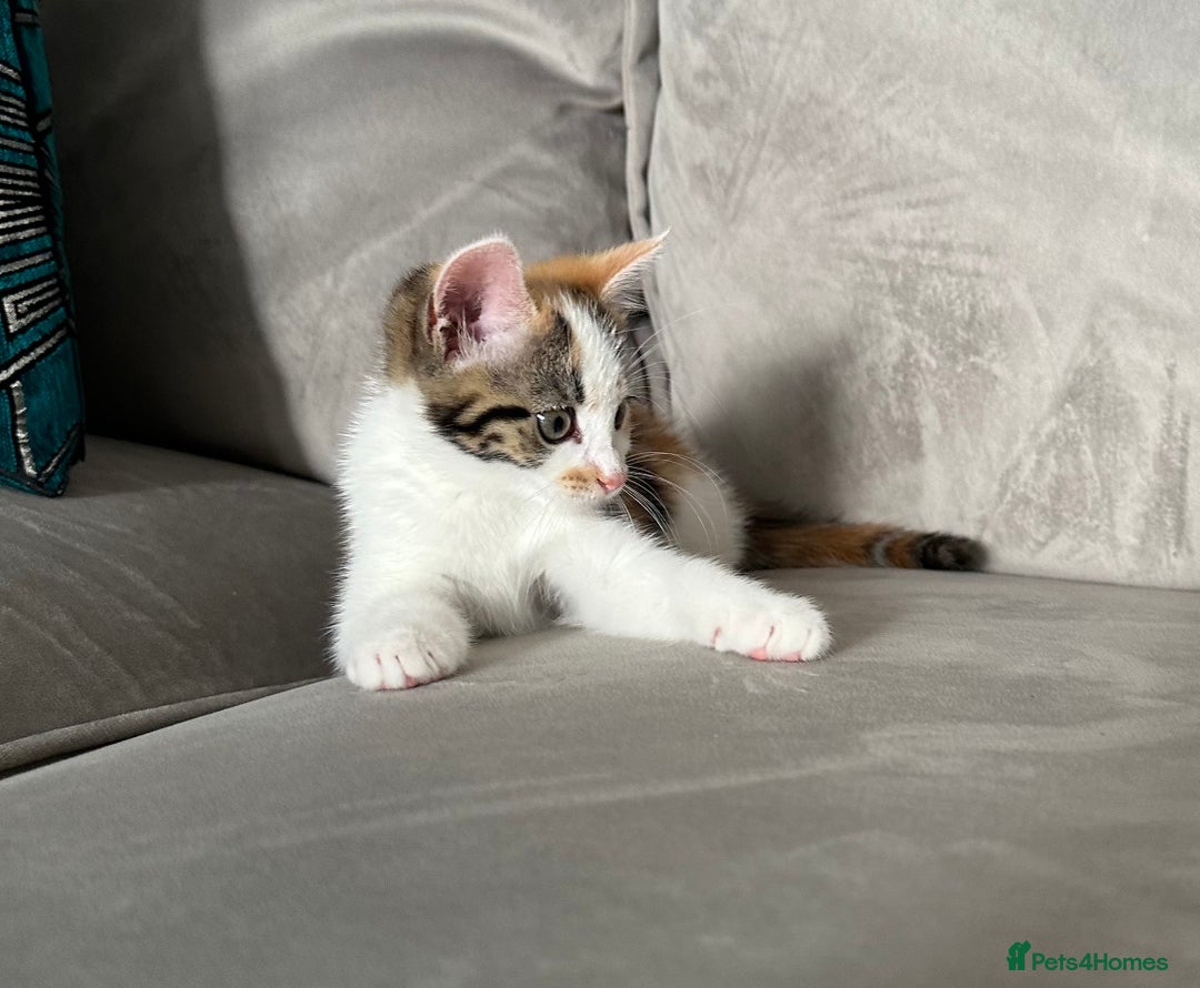 Domestic Shorthair cats for sale: Chloe and Zoe - Image 11