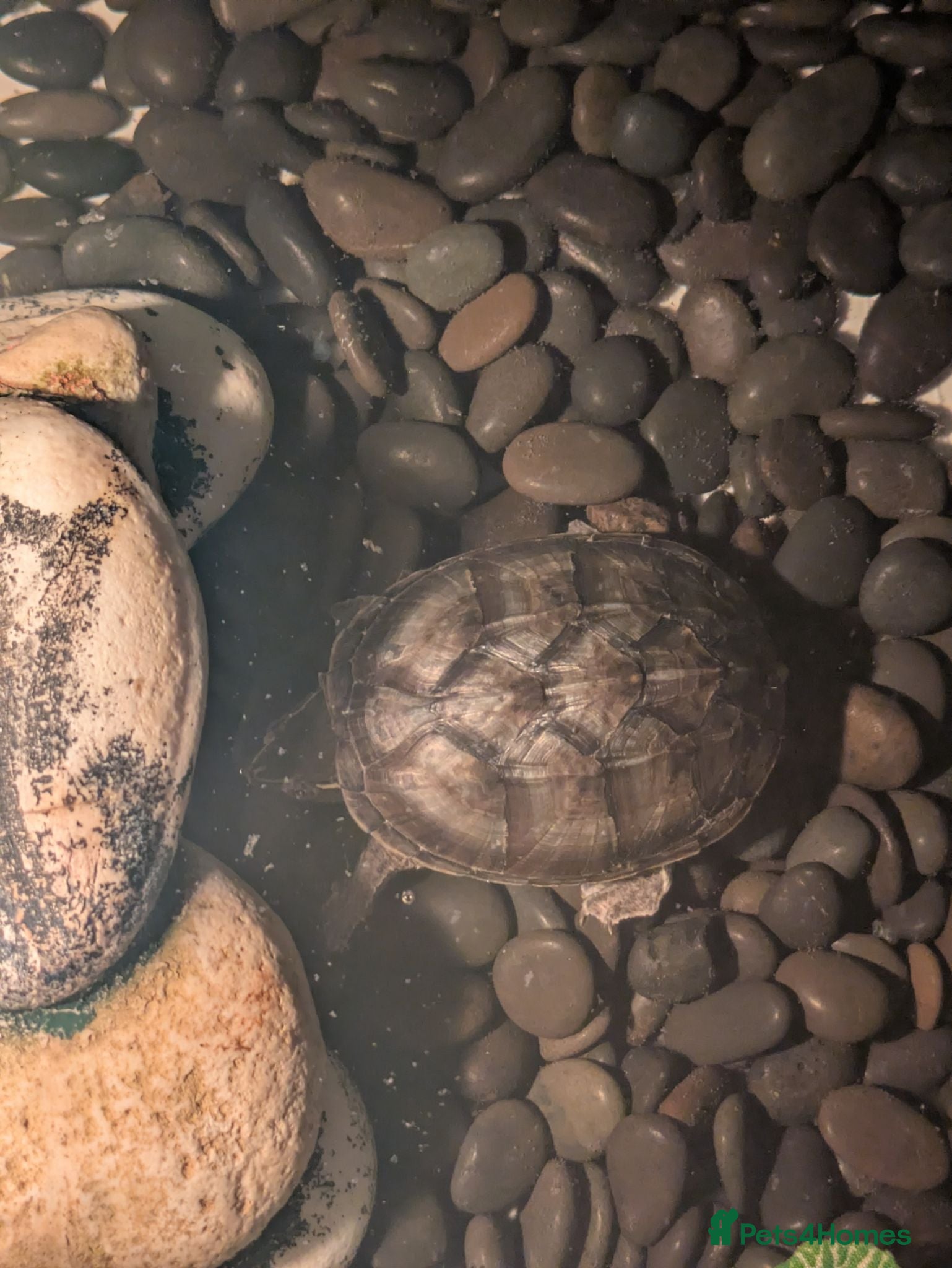Turtle reptiles Turner needs a home! - Advert 4
