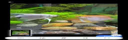 Angelfish fish for sale: breeding pair of anglefish for sale  in Horsham - Advert 2