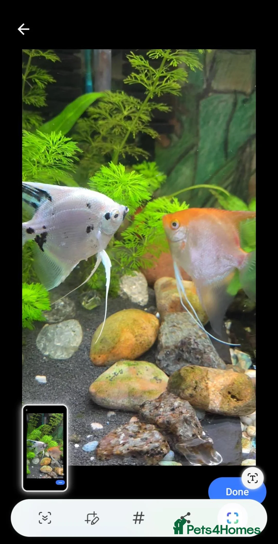 Angelfish fish for sale: breeding pair of anglefish for sale  in Horsham - Advert 2