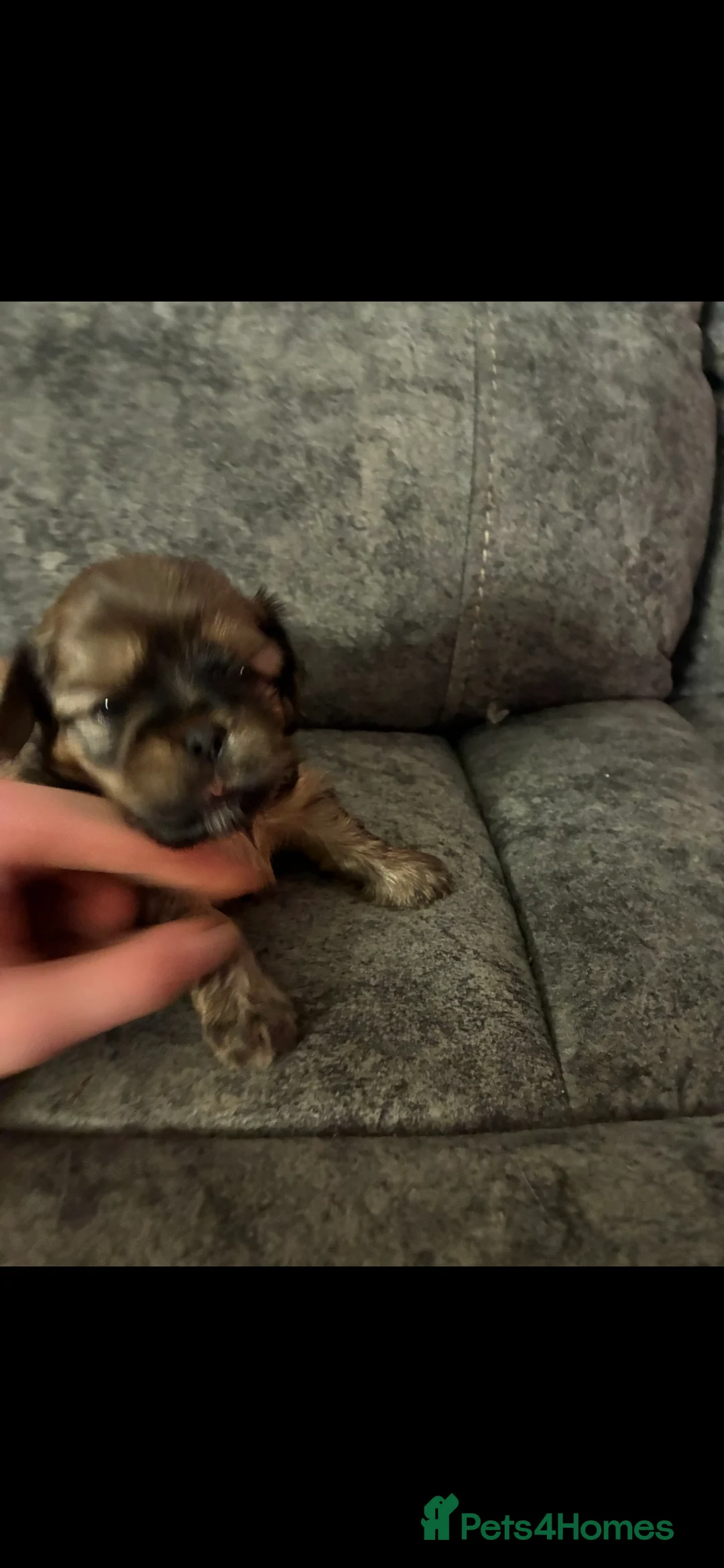 Malshi dogs for sale: 5 beautiful puppies, all been reserved now  - Advert 8