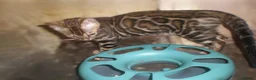 Bengal cats for sale: 5 Beautiful Bengal Kittens - Advert 25