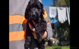 Cockapoo dogs for sale: Cockapoo pups - Image 14