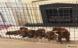 Mixed Breed dogs for sale: Cavapoo puppies  - Advert 12