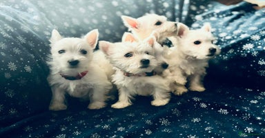 West Highland Terrier dogs West Highland  White Terrier Puppies  - Advert 7