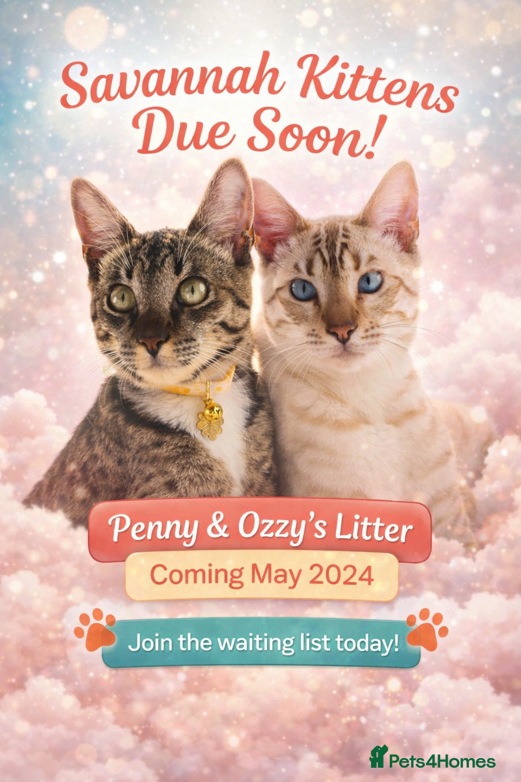 Bengal cats 🌟 Savannah × Snow Bengal Kittens 🌟 RARE - Advert 4