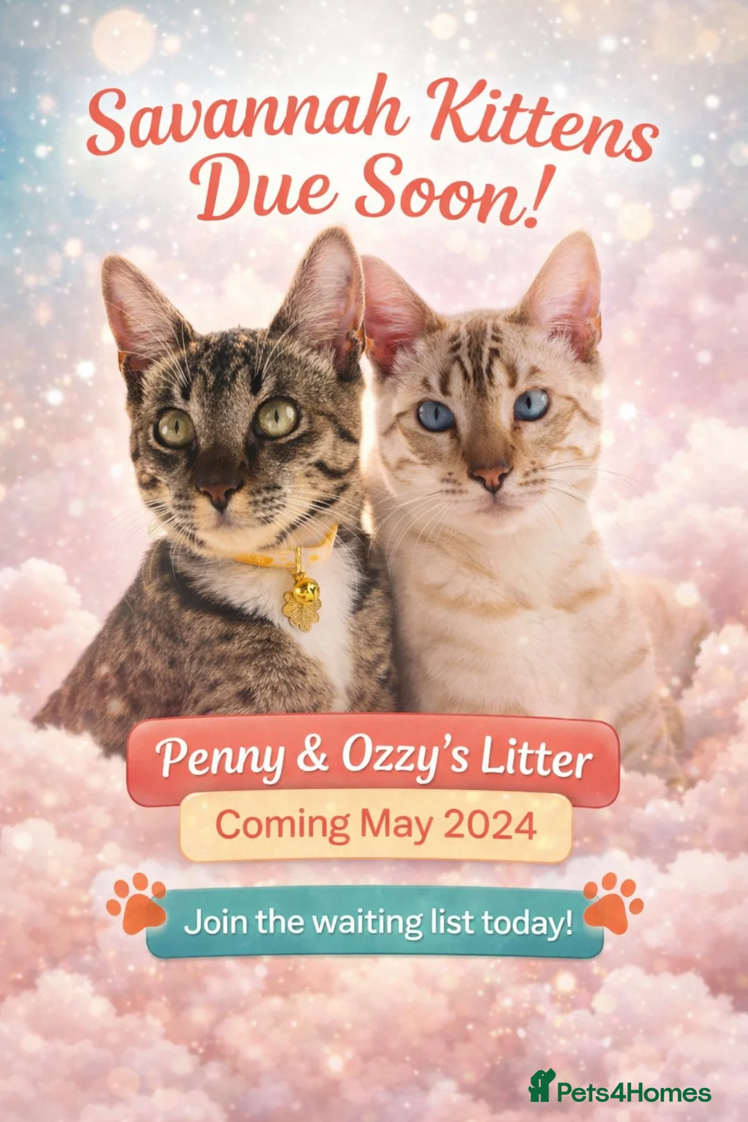 Bengal cats for sale: 🌟 Savannah × Snow Bengal Kittens 🌟 RARE - Advert 2